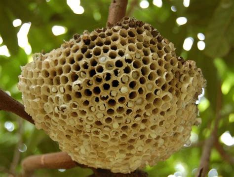 家有蜂巢|蜂窩驚魂！自保必看